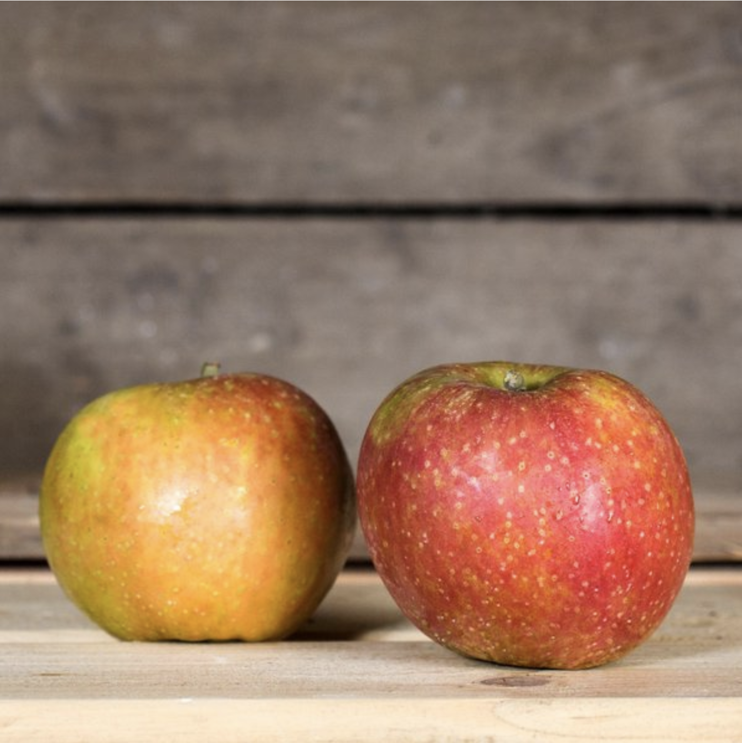 Apfel Boskoop bio vom Bioobsthof Rönn