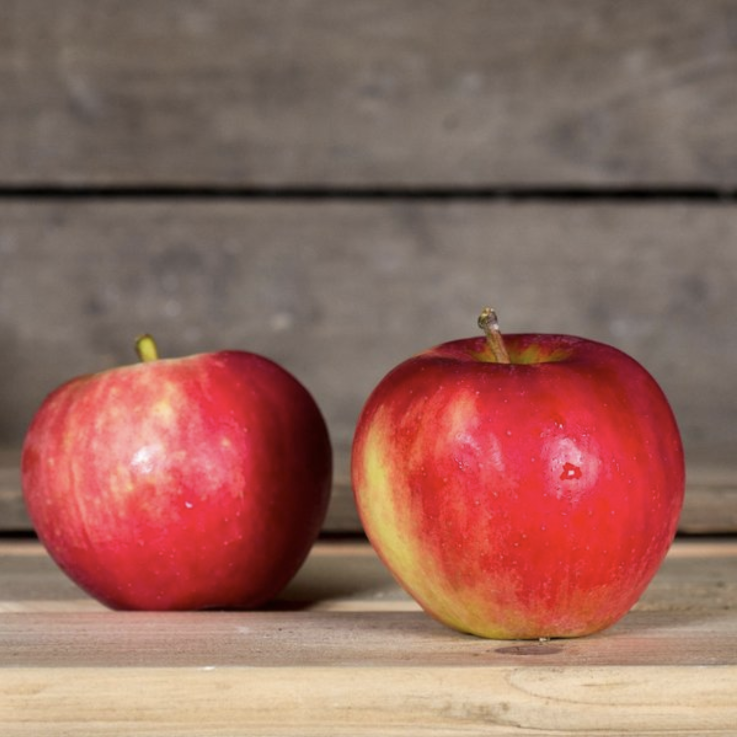 Apfel Elstar bio vom Bioobsthof Rönn