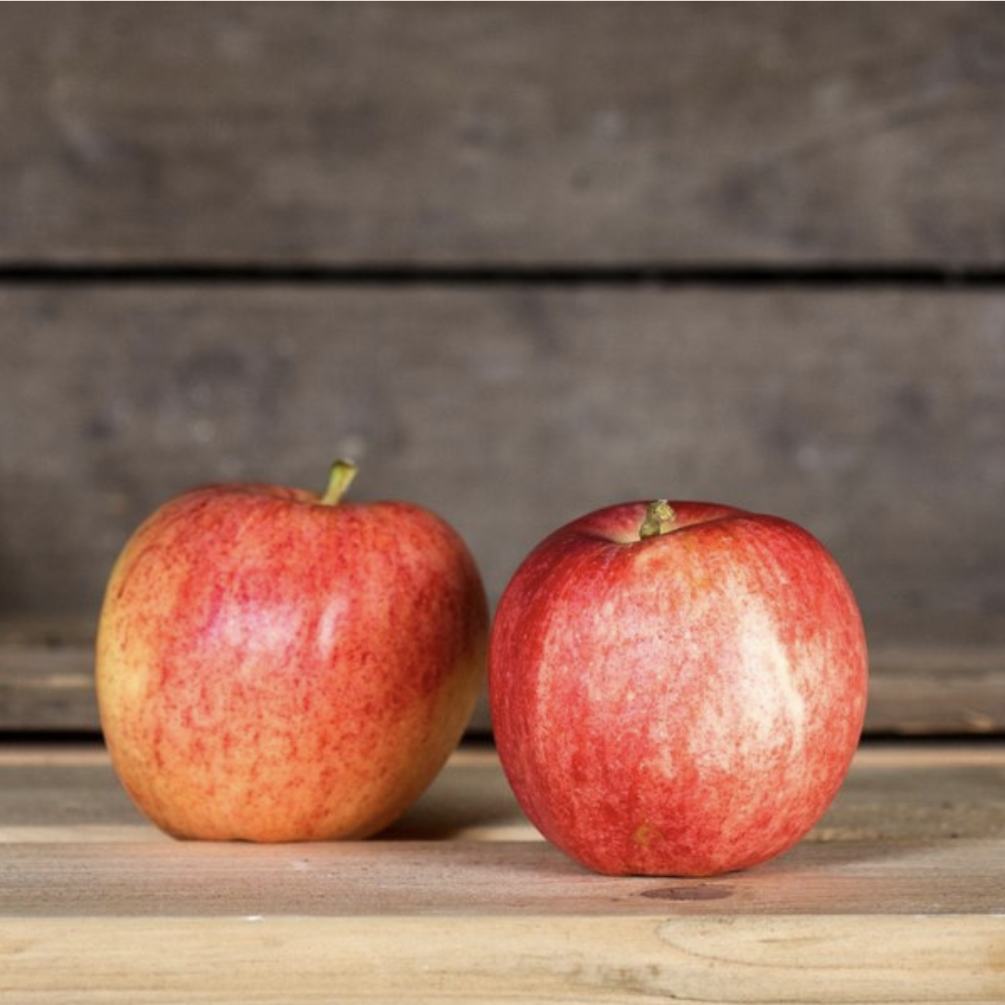 Apfel Gala bio vom Bioobsthof Rönn