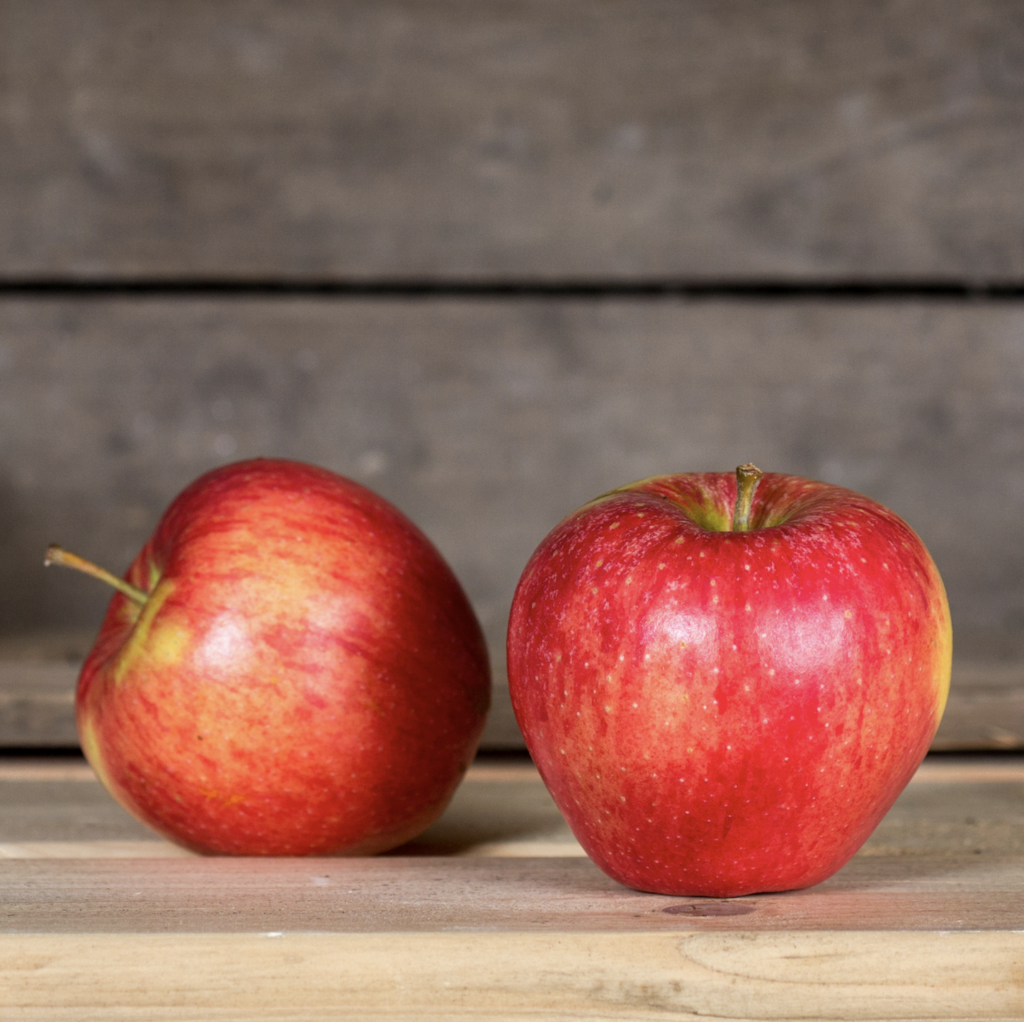 Apfel Konrad bio vom Bioobsthof Rönn