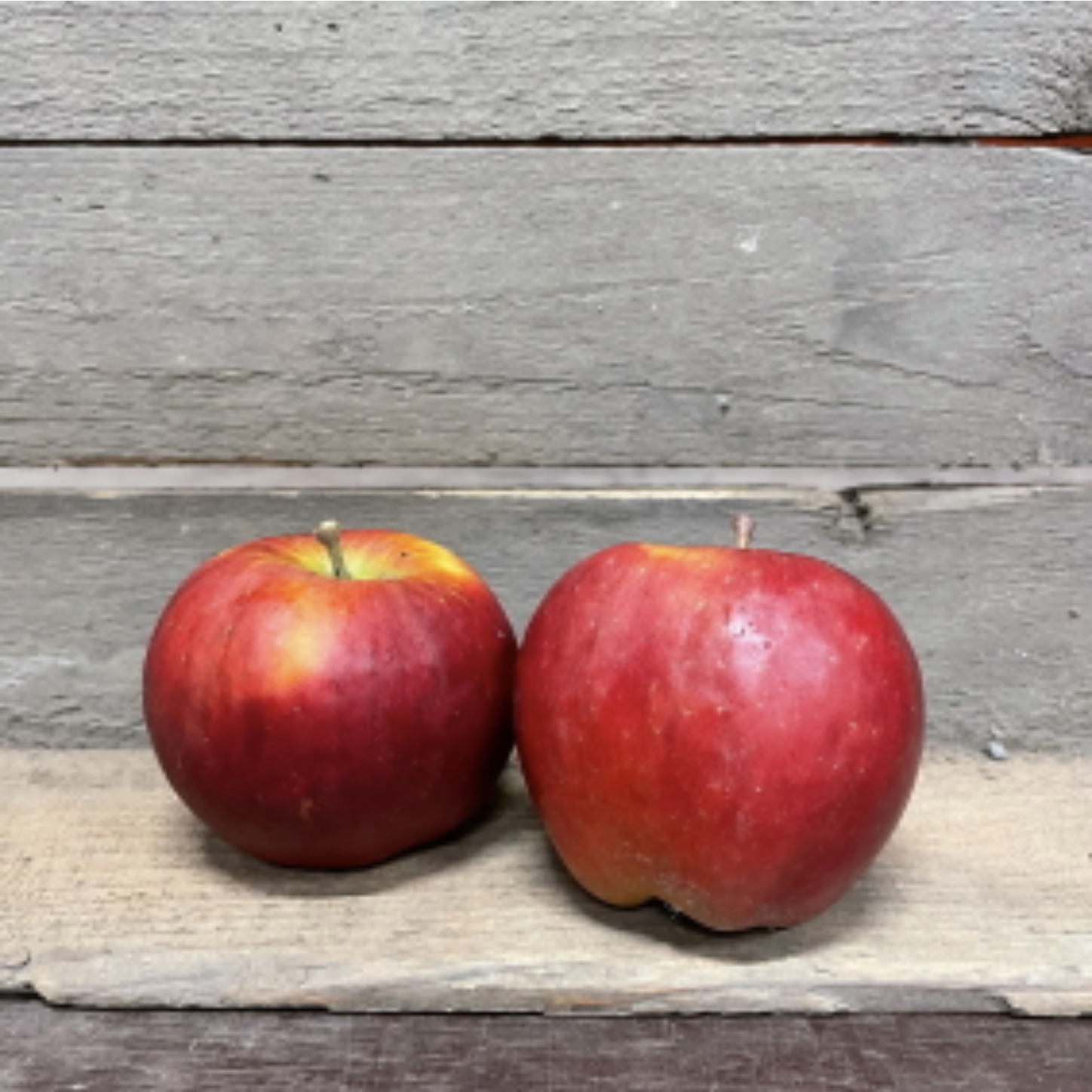 Apfel Ladina bio vom Bioobsthof Rönn