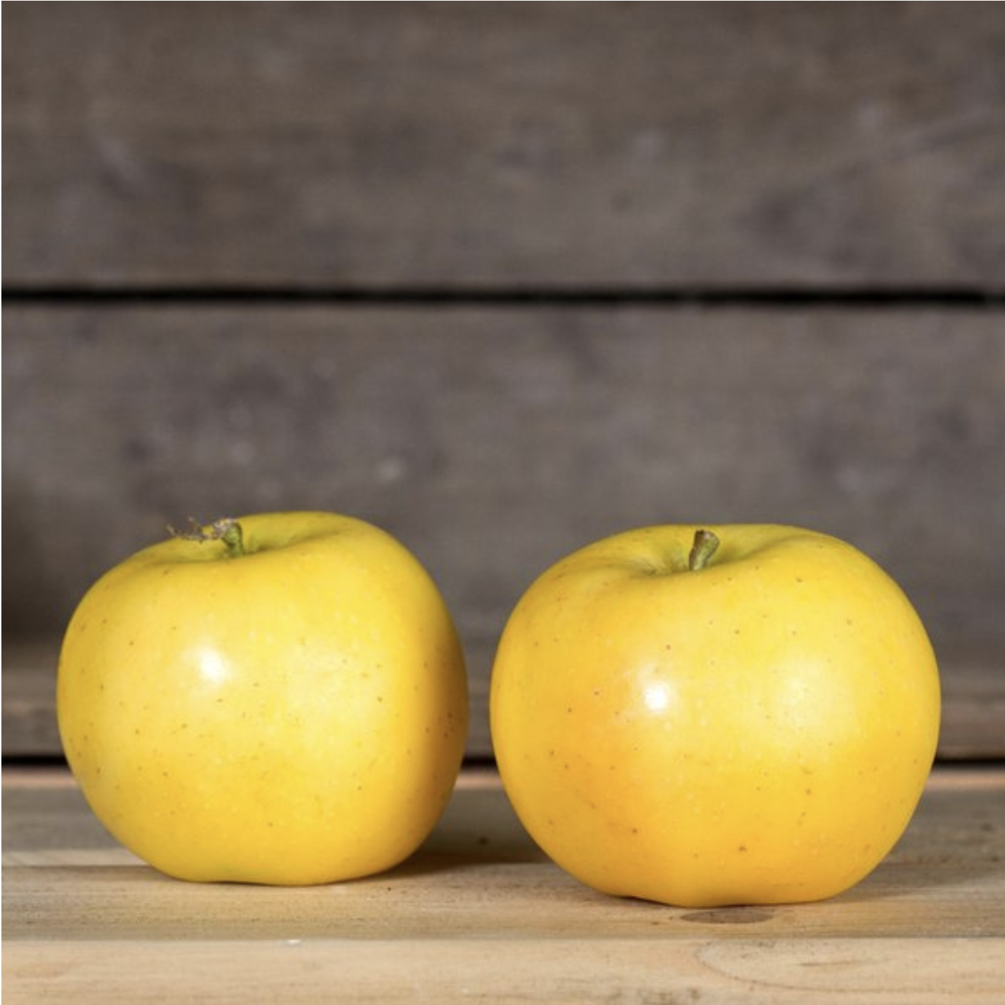 Apfel Sonnenglanz bio vom Bioobsthof Rönn