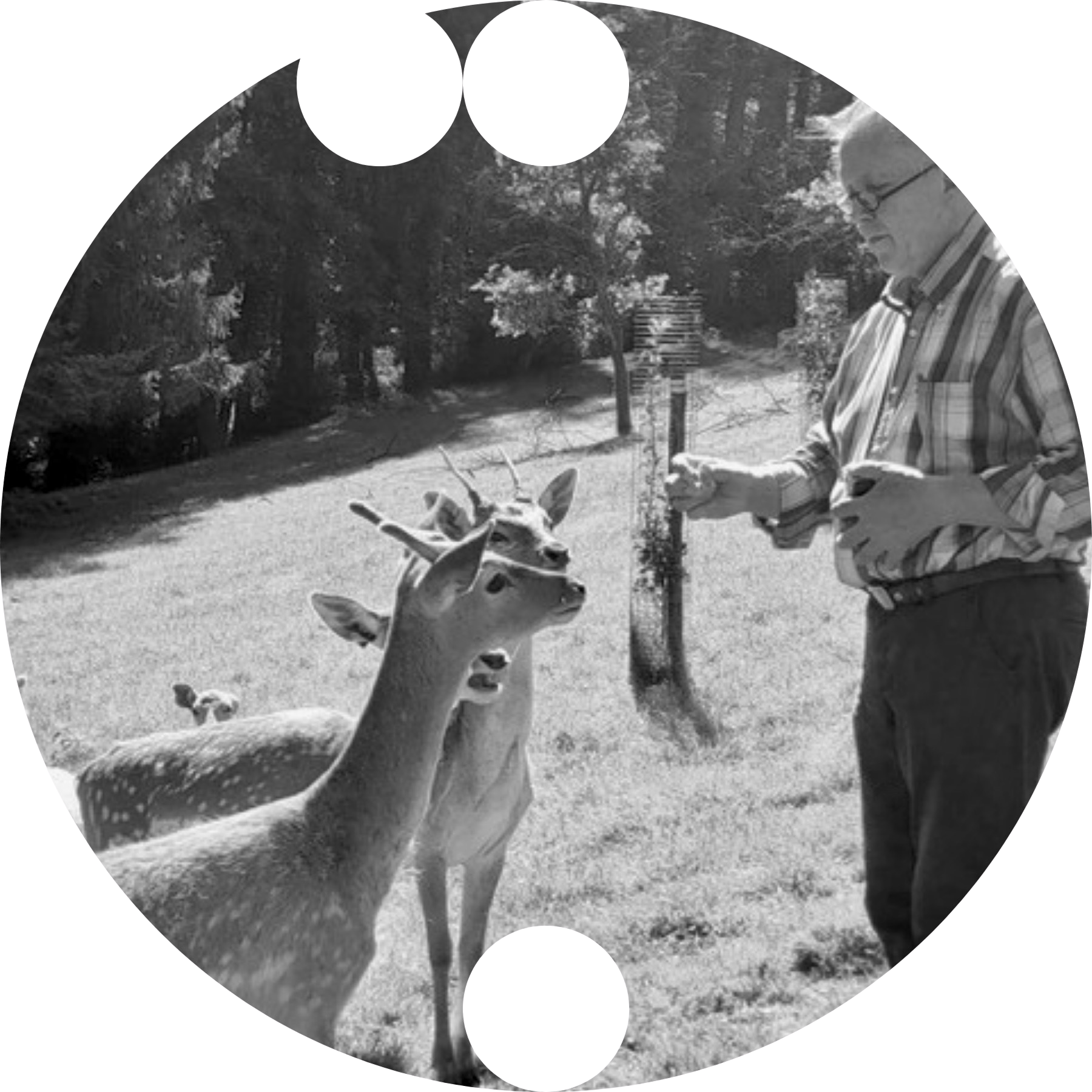 Westerwälder damwildzucht